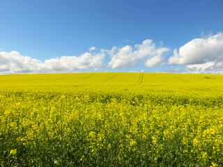 rapeseed field blue sky