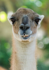 Angry Lama