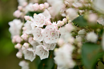 Obraz premium カルミア