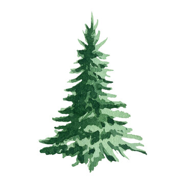 Fir tree watercolor image. Hand drawn realistic lush pine illustration. Green forest plant element. Christmas tree object on white background. Evergreen natural spruce tree. Single fir tree