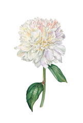 White peony. Watercolor hand drawn botanical illustration. Watercolor peony illustration can be used as print, postcard, invitation, poster, packaging design, book or magazine or web illustration.