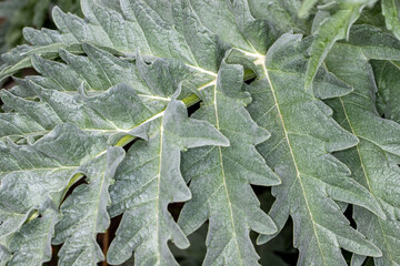 Close-up of big green leaf in the spring garden