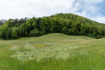 Blühende Bergwiese vor Bergen mit Wald 9im Chiemgau im Frühjahr