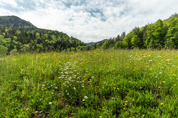 Blühende Bergwiese vor Bergen mit Wald 9im Chiemgau im Frühjahr