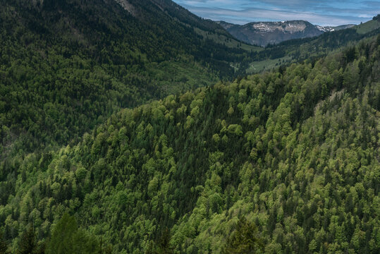 Ausblick auf Bergwald im Fr&uuml;hjahr 