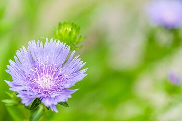 庭に咲くスケトシアの花