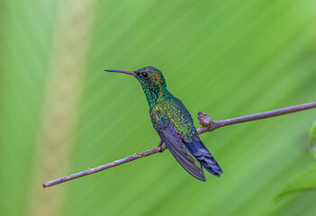 blue-chinned sapphire ,Chlorestes notata,hummingbird