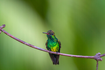blue-chinned sapphire ,Chlorestes notata,hummingbird