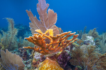 Caribbean coral garden