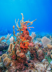 Caribbean coral garden