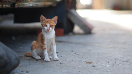 Poor stray cat sitting  on the street.