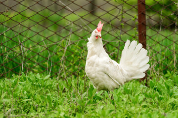White chicken on the farm looks into the frame