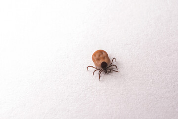 Tick insect isolated on the white background. The parasite full of blood on a macro scale.