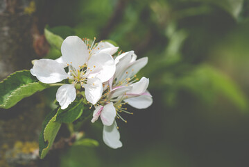 Blüten vom Apfelbaum