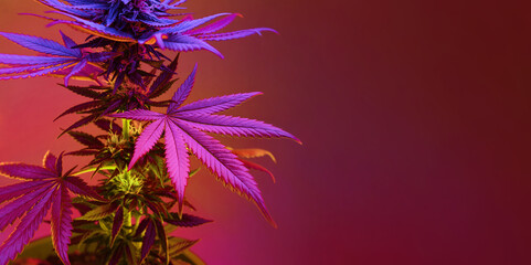 Purple leafs of cannabis plant. Long banner background with artistic vibrant foliage of marijuana plant. Medicinal hemp in neon colorful mixed light. Banner with empty place for text. - obrazy, fototapety, plakaty
