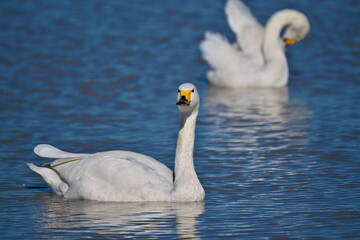 束の間の羽休め