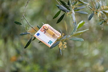 50 euro banknote on an olive branch