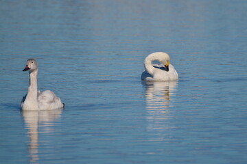 長旅の末の越冬地