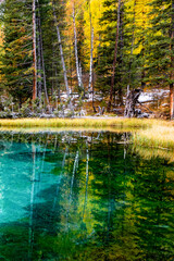 Geyser lake with turquoise clear water in Altai Republic, Siberia, Russia. Reflection of the autumn forest in water.