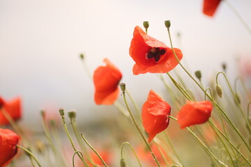 Naklejka premium poppy field on the river bank
