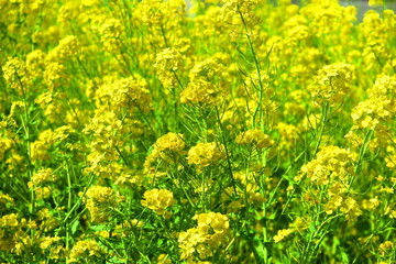 春の晴天に咲く黄色の菜の花の風景4