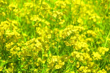 Fototapeta premium 春の晴天に咲く黄色の菜の花の風景2