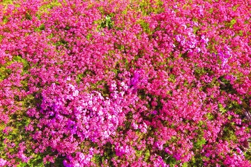 Foto op Canvas Landschap van roze Shibasakura bloeiend in het bloembed 4 © ken1344