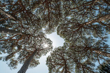 Upwards view of circle of Pine trees