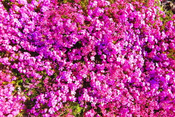 花壇いっぱいに咲くピンク色のシバサクラの風景1