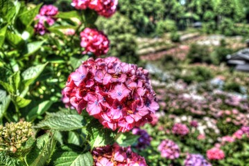 美しいアジサイ畑の写真素材 ア紫陽花 梅雨 6月 お花 美しい 服部農園 雨
