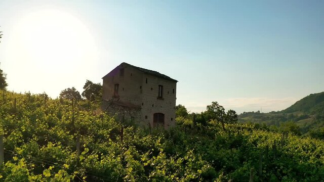 tra le vigne