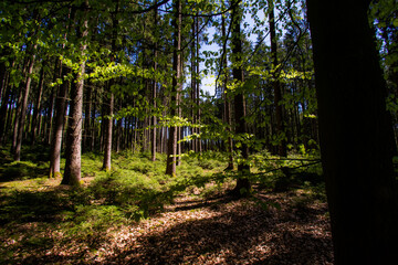 Zauberwald Sonne Bäume Baumkronen Forest Trees Grün Natur Sonnenstrahlen Peace