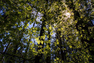 Zauberwald Sonne Bäume Baumkronen Forest Trees Grün Natur Sonnenstrahlen Peace - 437527456