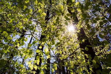 Zauberwald Sonne Bäume Baumkronen Forest Trees Grün Natur Sonnenstrahlen Peace - 437527494