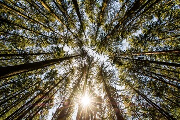 Zauberwald Sonne Bäume Baumkronen Forest Trees Grün Natur Sonnenstrahlen Peace - 437527638