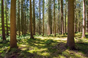 Zauberwald Sonne Bäume Baumkronen Forest Trees Grün Natur Sonnenstrahlen Peace