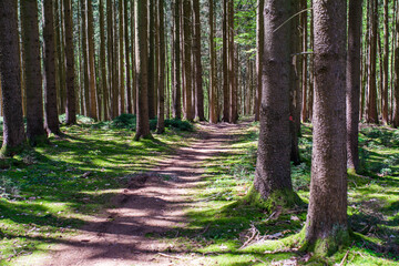 Zauberwald Sonne Bäume Baumkronen Forest Trees Grün Natur Sonnenstrahlen Peace - 437528065