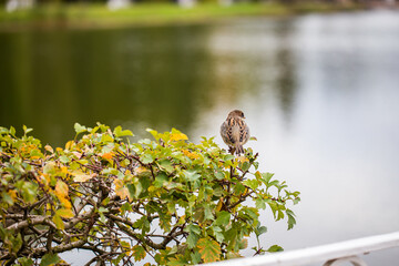 Sparrow bird sits on a branch and leaves of a bush, close-up, behind the lake on the background