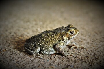 Toad side view stock photo 