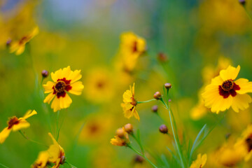Obraz na płótnie Canvas 近所の公園に咲くハルシャギクの花。春から初夏にかけて河川敷や公園など身近なところで咲いている。黄色い花びらの根本部分が濃い紅色になっていて、蛇目模様が特徴的。つぶらな瞳のよう。花言葉は「一目惚れ」「いつも愉快」