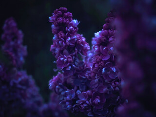 Lush bush of lilacs with selective focus. Beautiful mysterious background