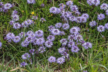 Blüten der Herzblättirgen Kugelblume in den Alpen