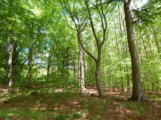 Fototapeta premium trees in the forest