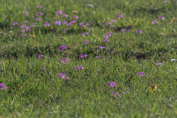 Wiese mit Mehlprimeln, teils unscharf