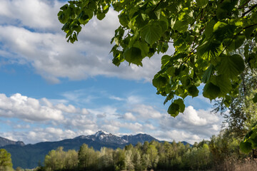 Lindenblätter im Vordergrund mit unscharfen Hochgtern im Hintergrund