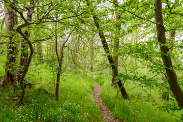 Fototapeta premium Waldweg im Frühjahr