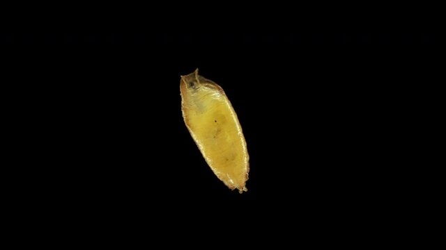 Pupa of fruit fly Drosophila melanogaster under a microscope, order Diptera. A pest that develops in fruits, vegetables, food debris. Visible movement of internal organs