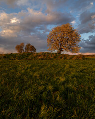 tree in wind with clouds