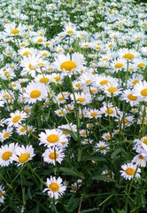  huge field of daisies