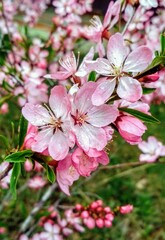  Pink almond blossom flowers with raindrops. Celebrating Cherry Blossom